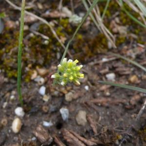 Photographie n°2521571 du taxon Alyssum alyssoides (L.) L. [1759]