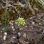 Photographie n°2521573 du taxon Anemone nemorosa L. [1753]