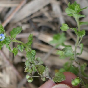 Photographie n°2521593 du taxon Veronica polita Fr.