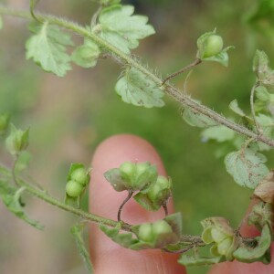 Photographie n°2521597 du taxon Veronica polita Fr.