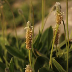 Photographie n°2521618 du taxon Plantago lagopus L.