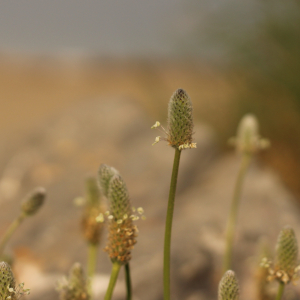 Photographie n°2521619 du taxon Plantago lagopus L.