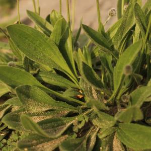 Photographie n°2521620 du taxon Plantago lagopus L.