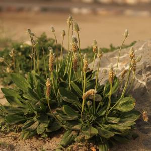 Photographie n°2521621 du taxon Plantago lagopus L.