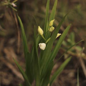 Photographie n°2521622 du taxon Cephalanthera longifolia (L.) Fritsch