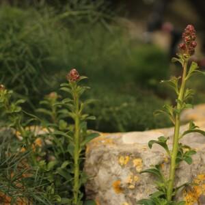 Photographie n°2521632 du taxon Antirrhinum L.