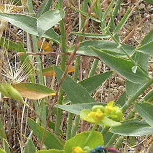 Photographie n°2521639 du taxon Euphorbia serrata L. [1753]