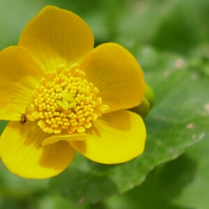 Photographie n°2521658 du taxon Caltha palustris L. [1753]