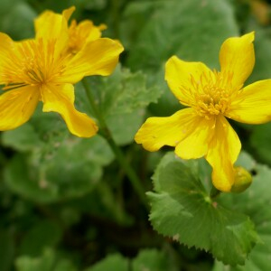 Photographie n°2521659 du taxon Caltha palustris L. [1753]