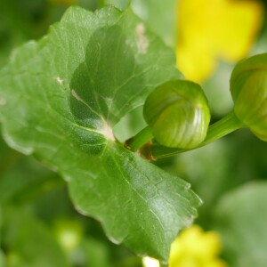 Photographie n°2521662 du taxon Caltha palustris L. [1753]