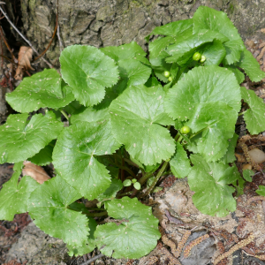 Photographie n°2521664 du taxon Caltha palustris L. [1753]