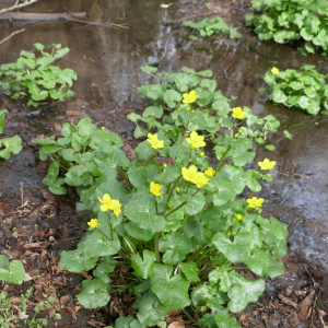 Photographie n°2521665 du taxon Caltha palustris L. [1753]