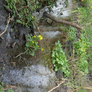 Photographie n°2521666 du taxon Caltha palustris L. [1753]