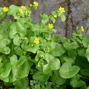 Photographie n°2521667 du taxon Caltha palustris L. [1753]