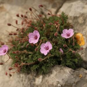 Photographie n°2521680 du taxon Erodium foetidum (L.) L'Hér.