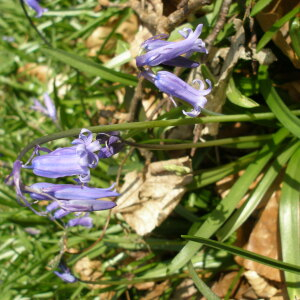 Photographie n°2521697 du taxon Hyacinthoides non-scripta (L.) Chouard ex Rothm. [1944]