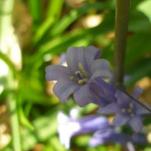 Photographie n°2521699 du taxon Hyacinthoides non-scripta (L.) Chouard ex Rothm. [1944]