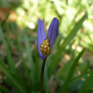 Photographie n°2521700 du taxon Hyacinthoides non-scripta (L.) Chouard ex Rothm. [1944]