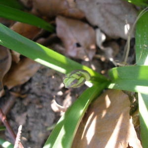 Photographie n°2521704 du taxon Hyacinthoides non-scripta (L.) Chouard ex Rothm. [1944]