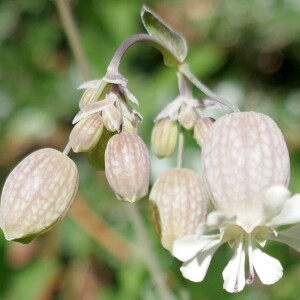 Photographie n°2521714 du taxon Silene vulgaris (Moench) Garcke [1869]