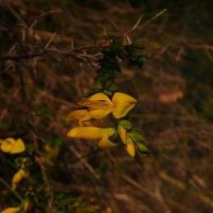 Photographie n°2521751 du taxon Genista anglica L. [1753]