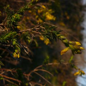 Photographie n°2521755 du taxon Genista anglica L. [1753]