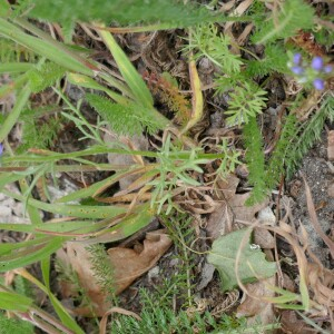 Photographie n°2521762 du taxon Gilia capitata Sims [1826]