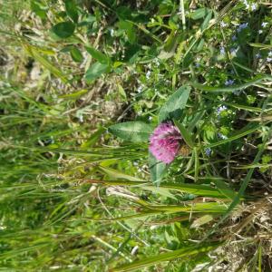 Photographie n°2521853 du taxon Trifolium pratense L.