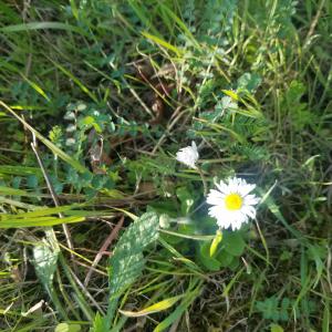 Photographie n°2521854 du taxon Bellis perennis L.