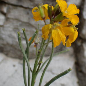 Photographie n°2521867 du taxon Erysimum cheiri (L.) Crantz