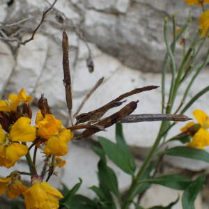 Photographie n°2521868 du taxon Erysimum cheiri (L.) Crantz