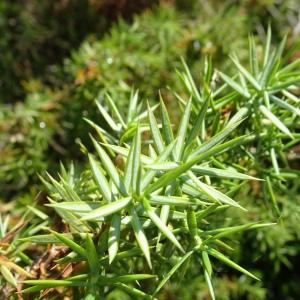 Photographie n°2521875 du taxon Juniperus communis L. [1753]