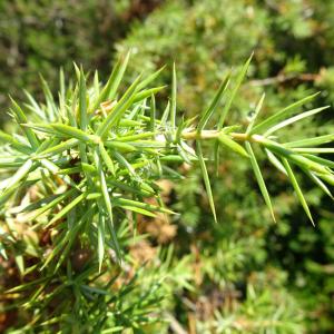 Photographie n°2521876 du taxon Juniperus communis L. [1753]