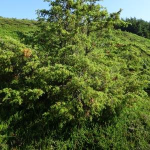 Photographie n°2521879 du taxon Juniperus communis L. [1753]