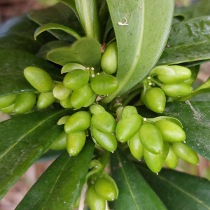 Photographie n°2521889 du taxon Daphne laureola subsp. laureola