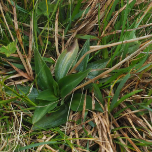 Photographie n°2521933 du taxon Spiranthes spiralis (L.) Chevall.