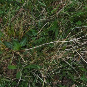 Photographie n°2521935 du taxon Spiranthes spiralis (L.) Chevall.