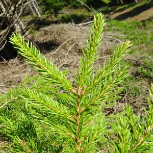 Photographie n°2522000 du taxon Picea abies (L.) H.Karst. [1881]