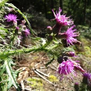 Photographie n°2522007 du taxon Cirsium palustre (L.) Scop. [1772]