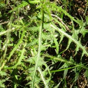 Photographie n°2522009 du taxon Cirsium palustre (L.) Scop. [1772]