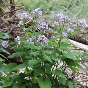 Photographie n°2522023 du taxon Lunaria rediviva L. [1753]