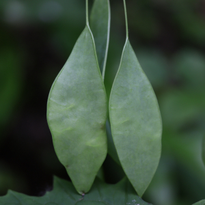 Photographie n°2522029 du taxon Lunaria rediviva L. [1753]