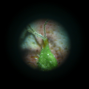 Photographie n°2522036 du taxon Carex umbrosa var. umbrosa