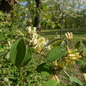 Photographie n°2522050 du taxon Lonicera periclymenum L. [1753]