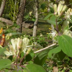 Photographie n°2522051 du taxon Lonicera periclymenum L. [1753]
