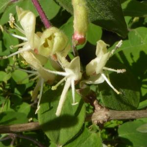 Photographie n°2522052 du taxon Lonicera periclymenum L. [1753]