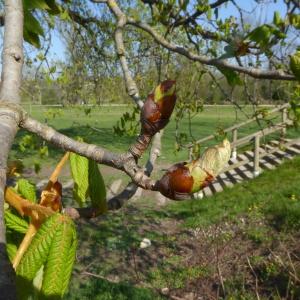 Photographie n°2522055 du taxon Aesculus hippocastanum L. [1753]