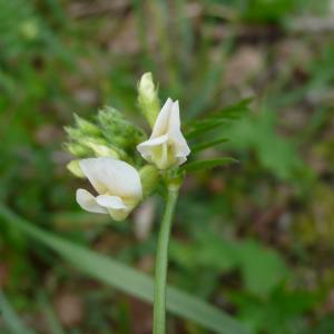 Photographie n°2522057 du taxon Vicia sepium L. [1753]