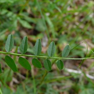 Photographie n°2522061 du taxon Vicia sepium L. [1753]