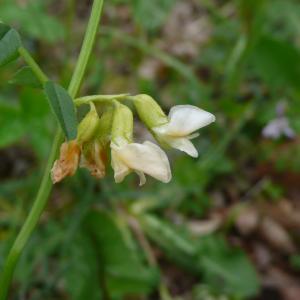 Photographie n°2522062 du taxon Vicia sepium L. [1753]